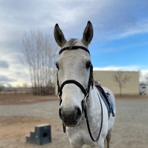 Meet your Posher, Amaya